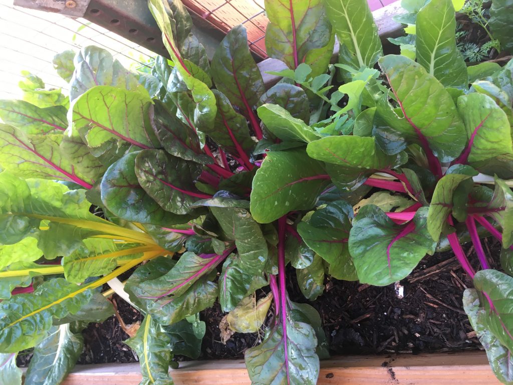 close-up of vegetables