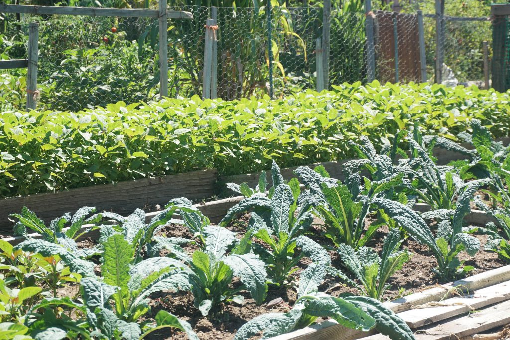 rows of green plants